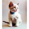Identification Collars